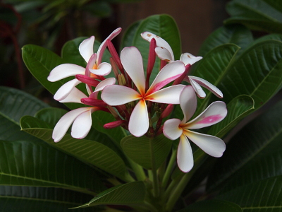 [Five blooming flowers come out of waxy green leaves. Each flower has five petals which are mostly white with slightly yellow centers. There are also some pink streaks on one petal of each flower. Within the bunch are also at least a half-dozen blooms which are still pink stems which are fully closed.]